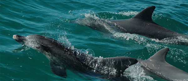 dolphins on jervis bay